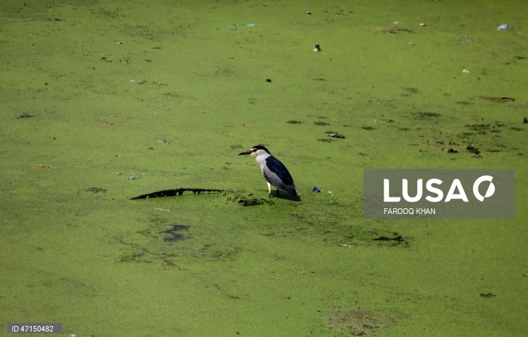 Índia: Vida quotidina no Lago Dal na Caxemira