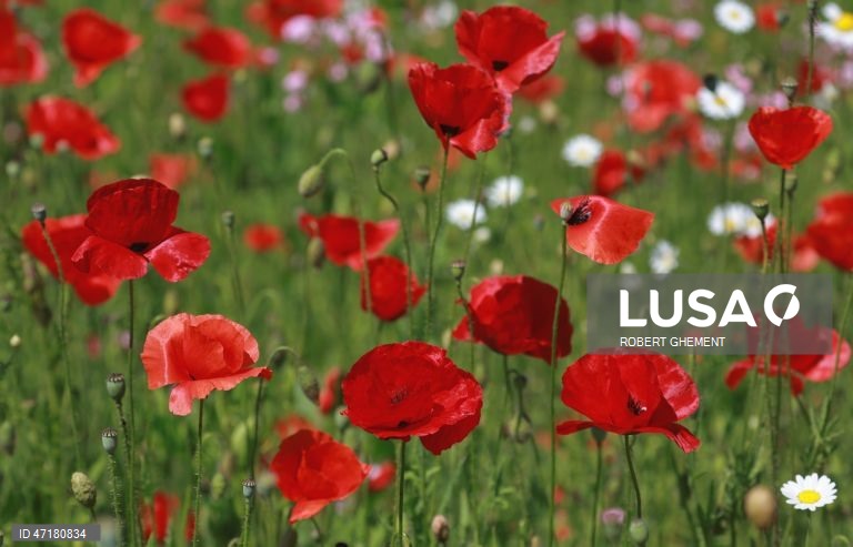 Roménia: Primavera em Bucareste