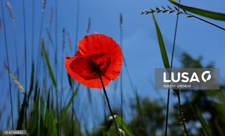 Roménia: Primavera em Bucareste