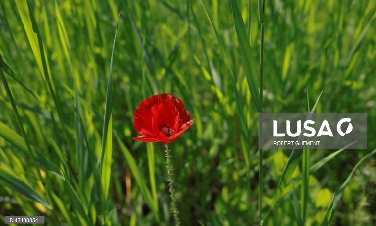 Roménia: Primavera em Bucareste