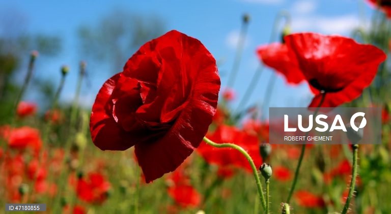 Roménia: Primavera em Bucareste