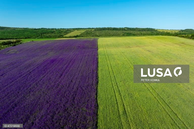 Campo de Consolida, no norte da Hungria