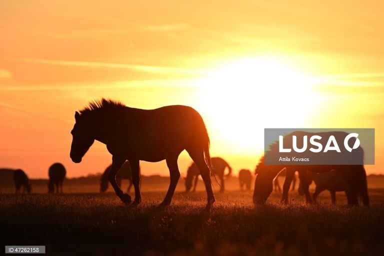 Cavalos de Przewalski pastam na Reserva de Pentezug, no Parque Nacional de Hortobagy, no nordeste da Hungria. A última população selvagem desta espécie equina rara e em perigo de extinção desapareceu da estepe da Mongólia na década de 1960. A reintrodução no seu habitat natural começou na década de 1990, através de um programa internacional coordenado de reprodução. 