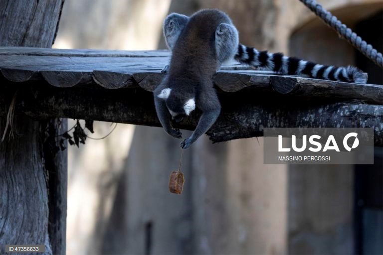 Itália: O jardim zoológico de Roma distribui alimentos congelados aos animais para fazer face às altas temperaturas