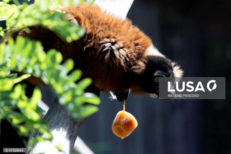 Itália: O jardim zoológico de Roma distribui alimentos congelados aos animais para fazer face às altas temperaturas