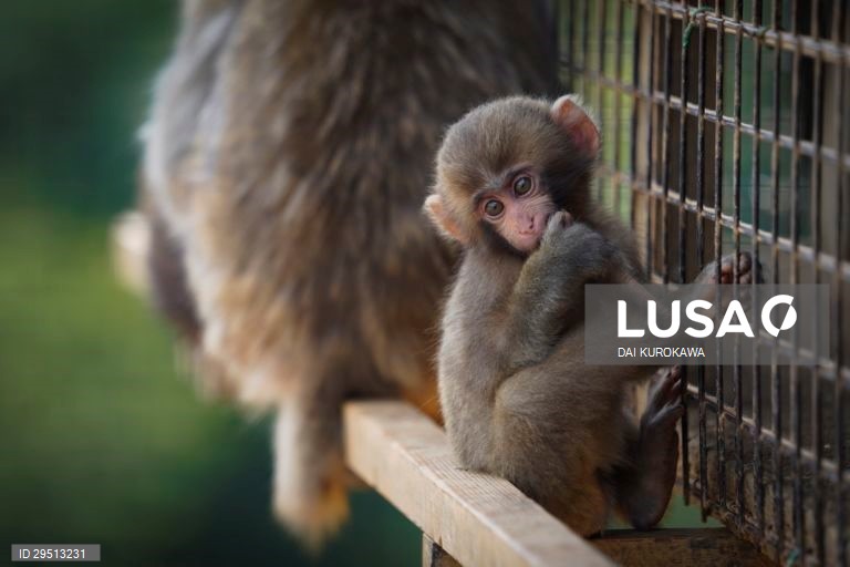 Japão: Macacos japoneses do Monte Arashiyama em Kyoto