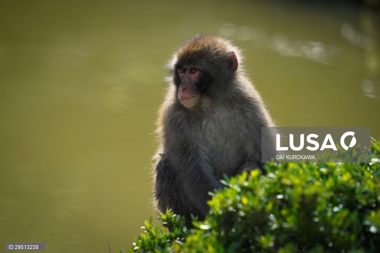 Japão: Macacos japoneses do Monte Arashiyama em Kyoto