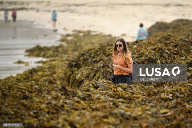 Algas marinhas dão à costa em Sydney