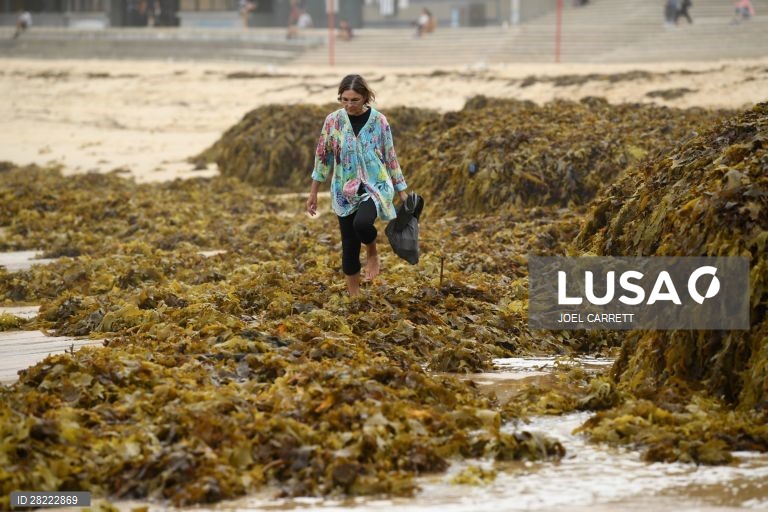 Algas marinhas dão à costa em Sydney