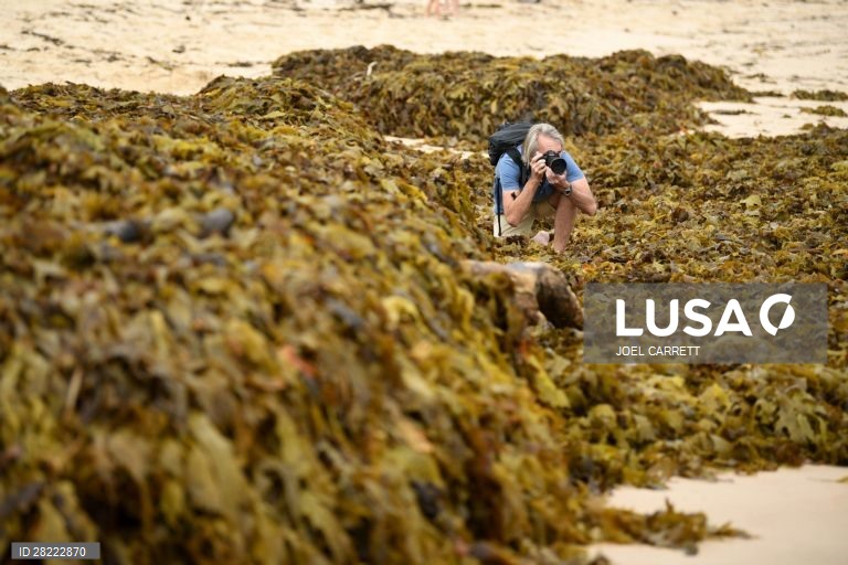 Algas marinhas dão à costa em Sydney
