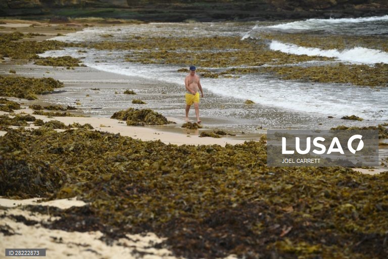 Algas marinhas dão à costa em Sydney