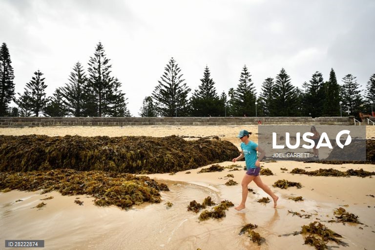 Algas marinhas dão à costa em Sydney