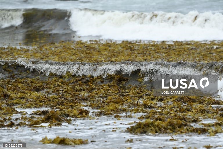 Algas marinhas dão à costa em Sydney