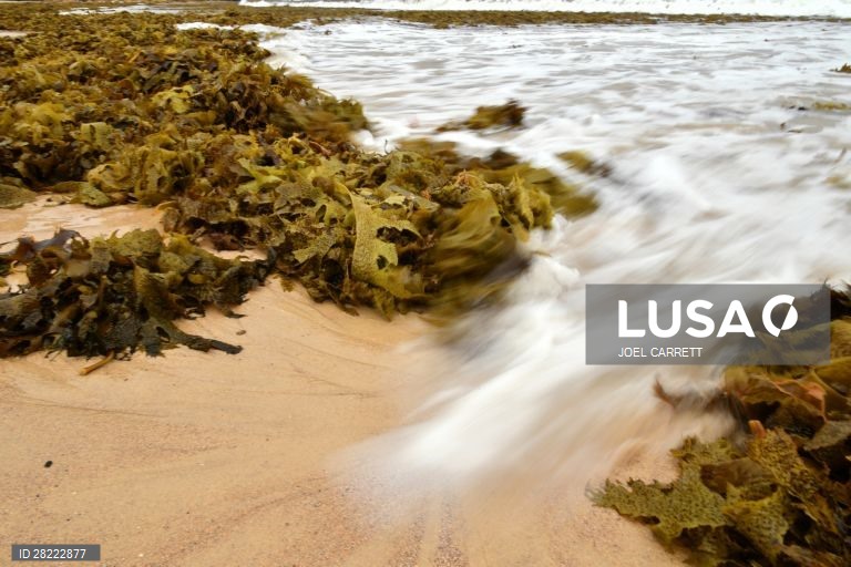 Algas marinhas dão à costa em Sydney