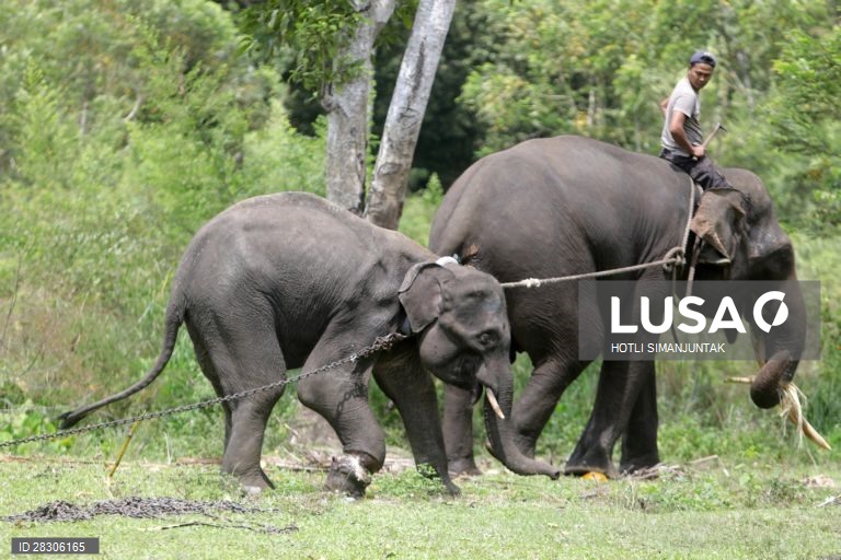 Elefante jovem abandonado na Indonésia