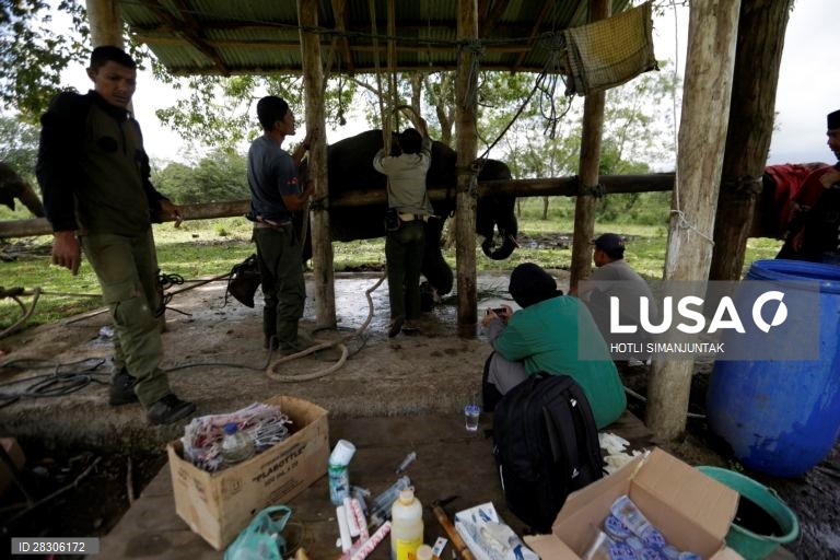 Elefante jovem abandonado na Indonésia