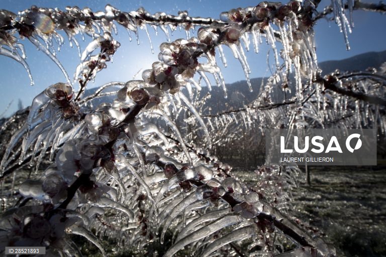 Agricultores protegem as árvores de damasco em flor contra o congelamento