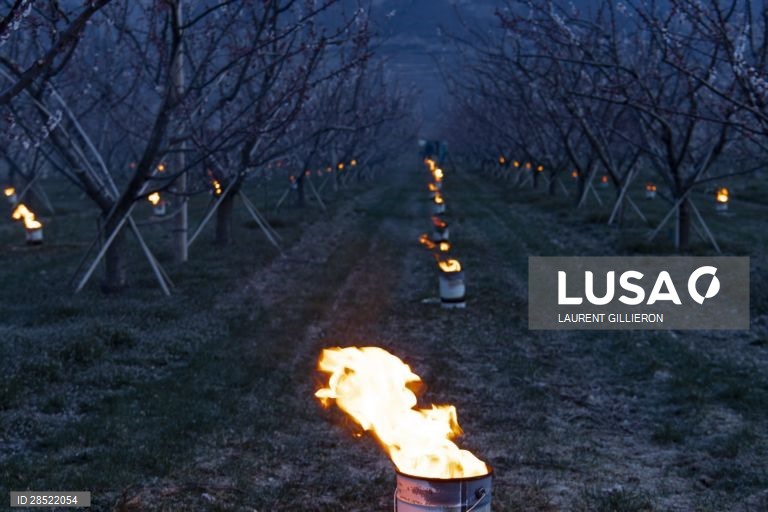 Agricultores protegem as árvores de damasco em flor contra o congelamento