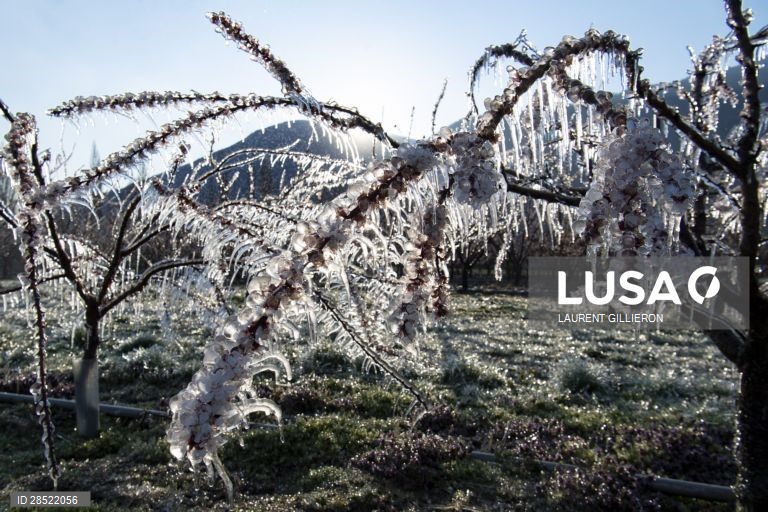 Agricultores protegem as árvores de damasco em flor contra o congelamento