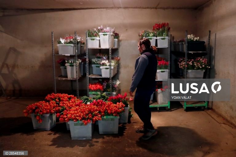 França: Produção de flores no sul de Paris