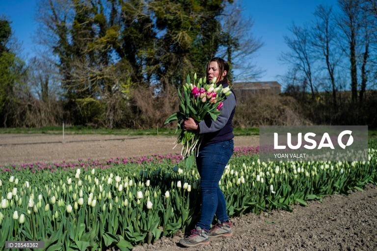França: Produção de flores no sul de Paris