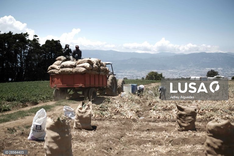 Costa Rica: Colheita de cebolas