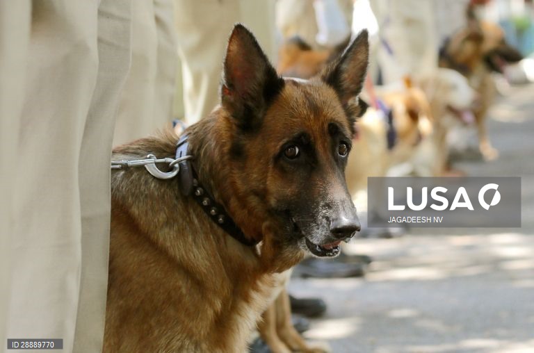 Índia: Cães polícia em Bangalore