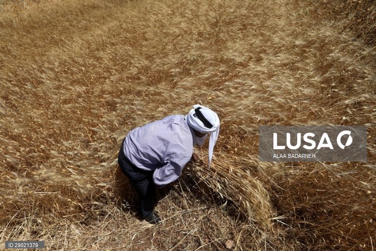 Cisjordânia: Colheita do trigo em Nablus