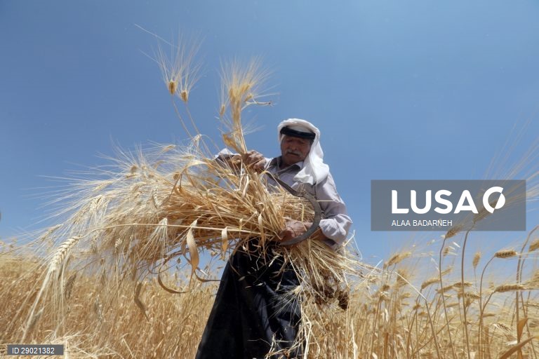 Cisjordânia: Colheita do trigo em Nablus