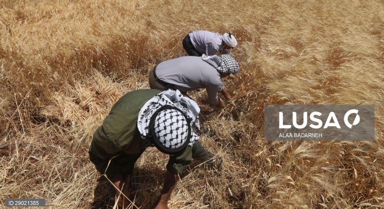 Cisjordânia: Colheita do trigo em Nablus