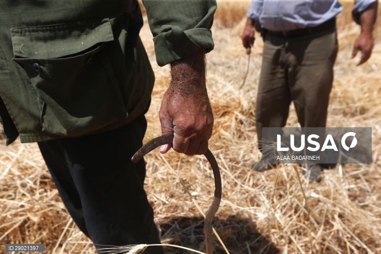 Cisjordânia: Colheita do trigo em Nablus