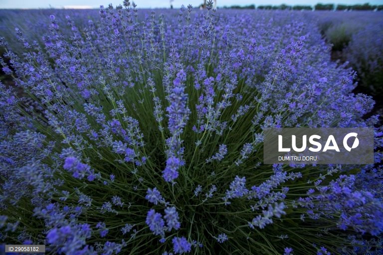 Moldávia: Campos de lavanda em Chisinau