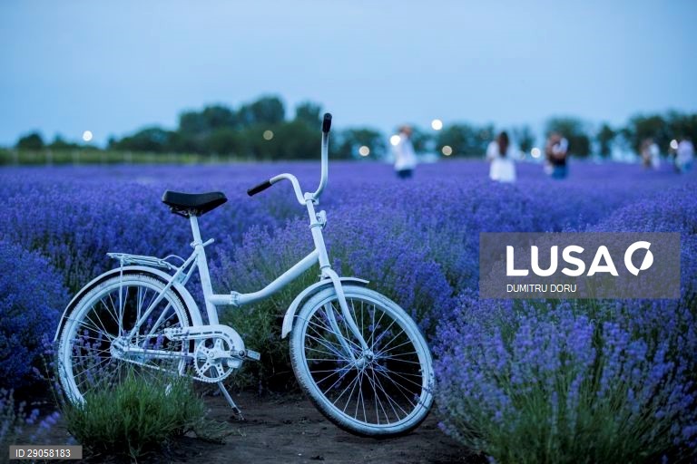 Moldávia: Campos de lavanda em Chisinau