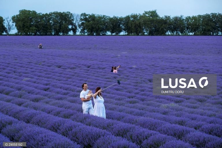 Moldávia: Campos de lavanda em Chisinau