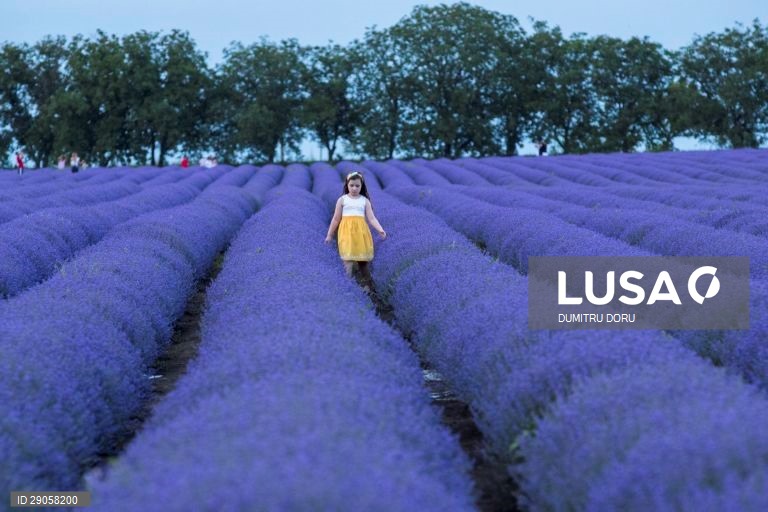 Moldávia: Campos de lavanda em Chisinau