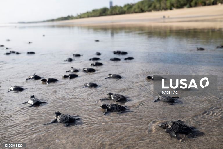 Indonésia: Libertação de tartarugas bebé em Bali