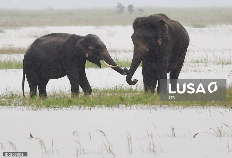 Índia: Inundações na região de Assam
