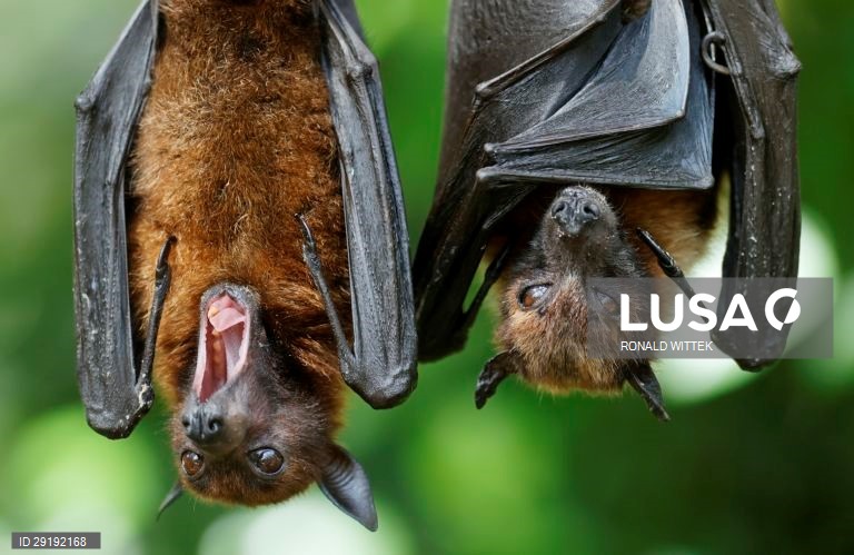 Jardim zoológico-botânico de Wilhelma, em Estugarda, na Alemanha.