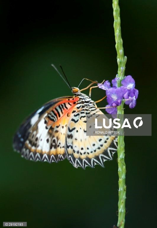 Jardim zoológico-botânico de Wilhelma, em Estugarda, na Alemanha.