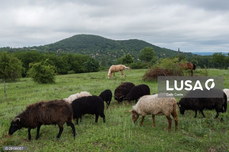 Criação de cavalos na Hungria
