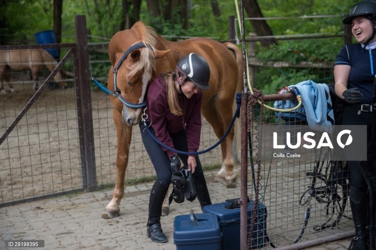 Criação de cavalos na Hungria