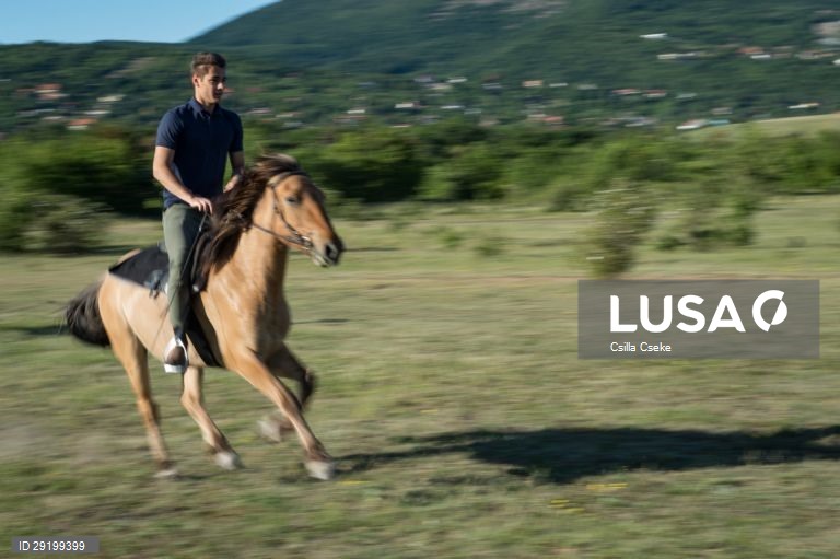 Criação de cavalos na Hungria