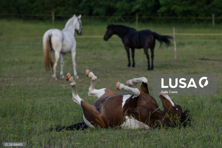 Criação de cavalos na Hungria