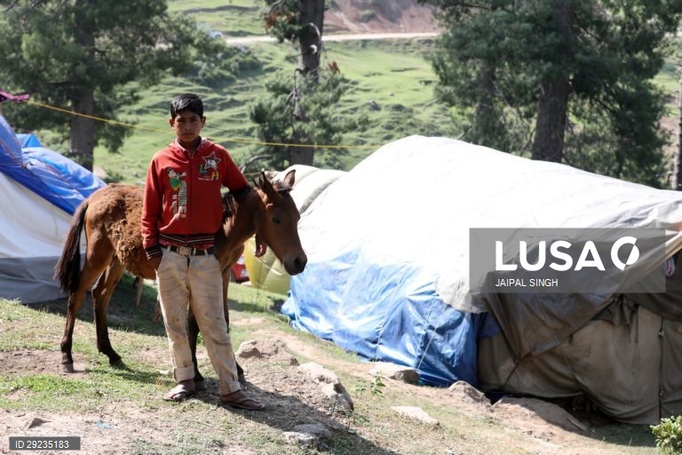 Índia: Bakarwal, tribo nómada da Caxemira