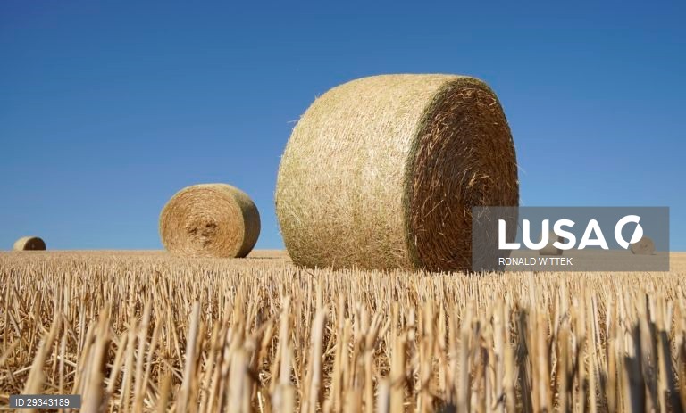 Fardos de palha em Waldboeckelheim