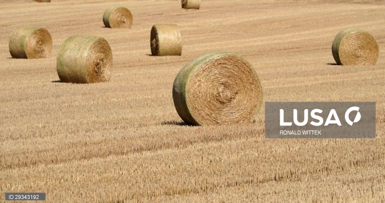 Fardos de palha em Waldboeckelheim