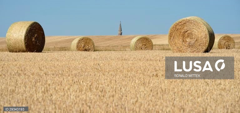 Fardos de palha em Waldboeckelheim