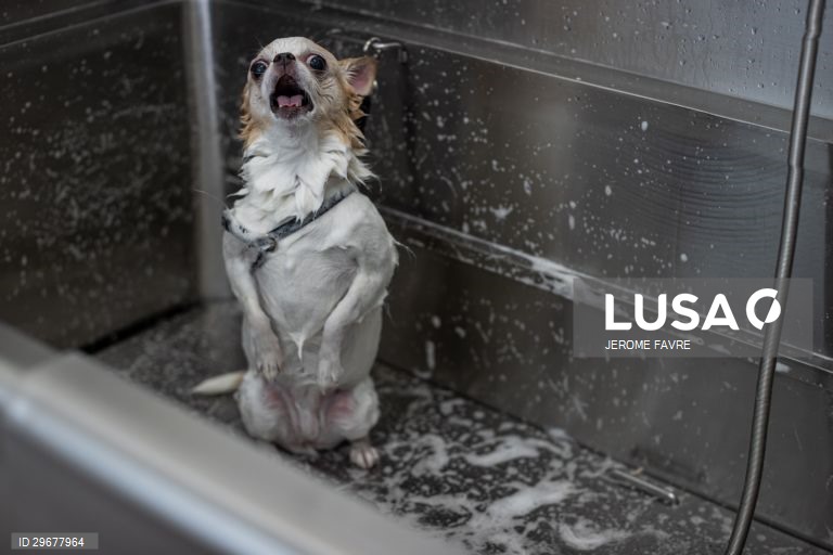 A instalação de cuidados para animais de estimação de Hong Kong