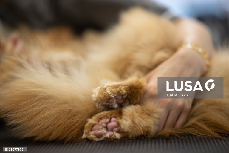 A instalação de cuidados para animais de estimação de Hong Kong