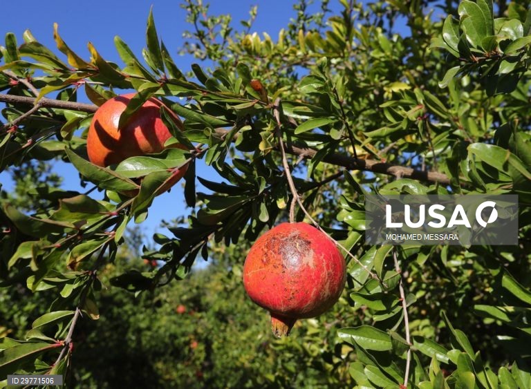 Tunísia: Colheita de romãs